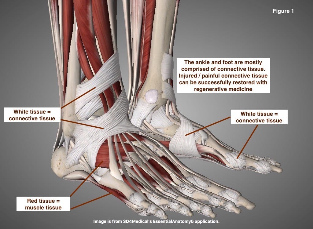 ankle muscles and movements