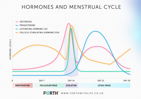Hormones and Menstrual Cycle