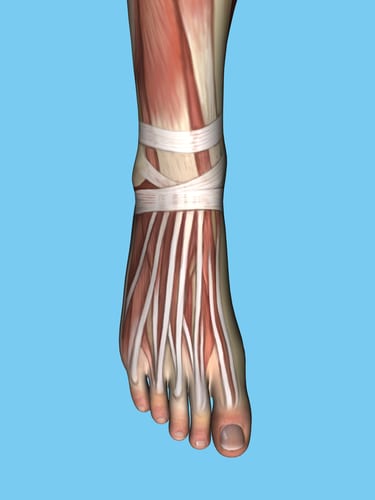 Anatomy of Foot Tendons