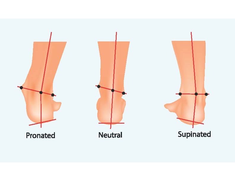 Anatomy of Foot and Ankle Function